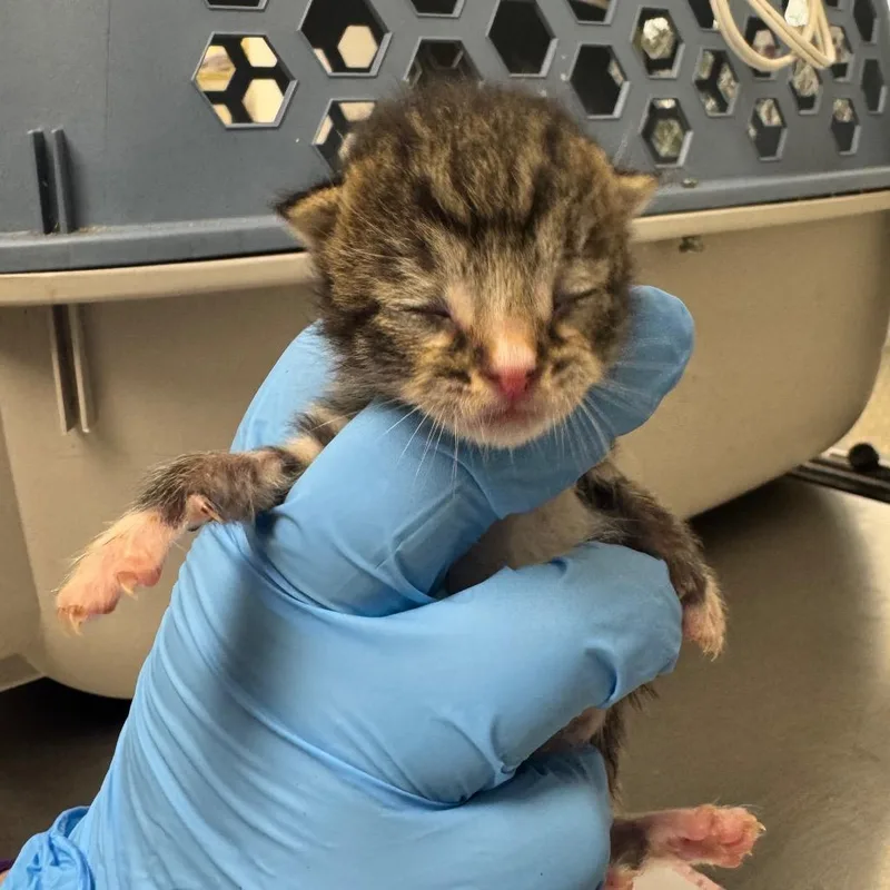 A baby small-sized male Black Domestic Short Hair cat named Eeyore for adoption in Columbiana, AL