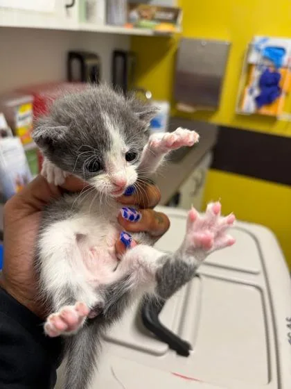 A baby small-sized female Domestic Short Hair cat named Gracie for adoption in Atlanta, GA