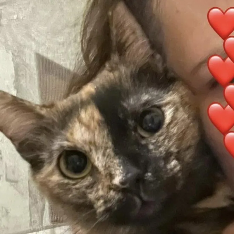 A young small-sized female Tortoiseshell Domestic Short Hair cat named Gina for adoption in Miami, FL