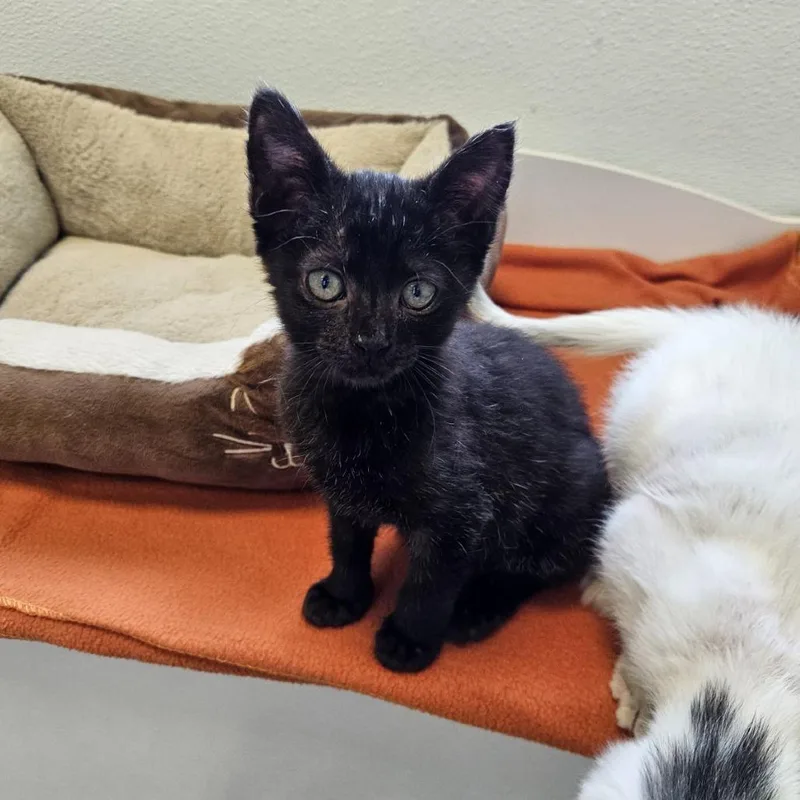 A baby small-sized female Black Domestic Short Hair cat named Ume for adoption in Austin, TX