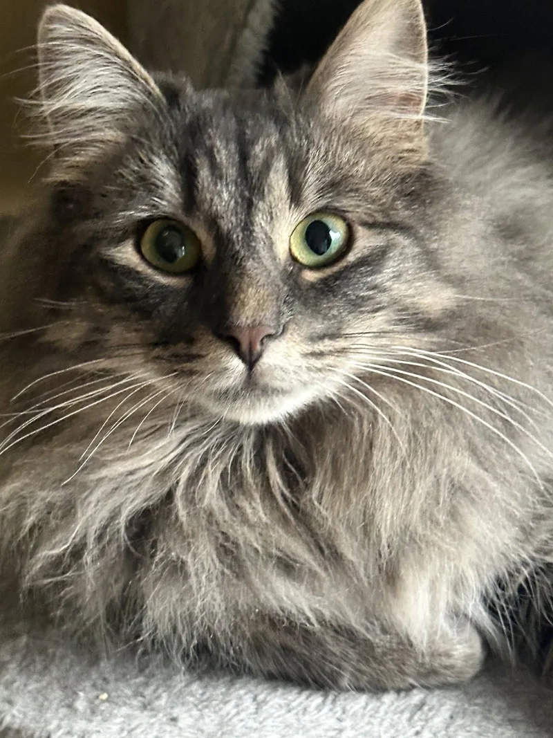A young medium-sized female Domestic Long Hair cat named Gracie Wsophie for adoption in Stewartsville, NJ