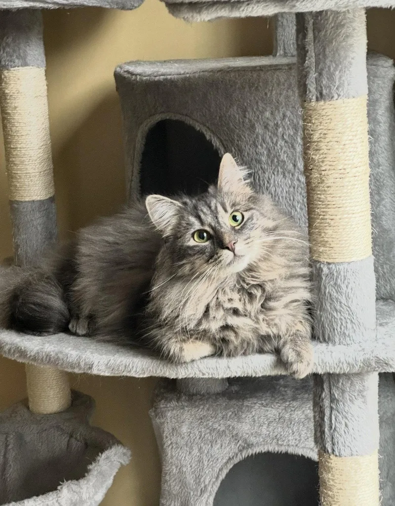 Gracie Wsophie thumbnail 2