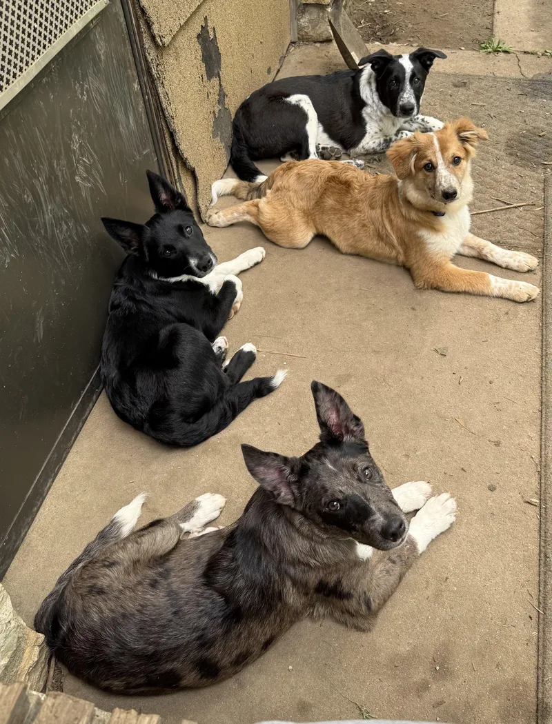 A baby medium-sized male Merle (Blue) Border Collie dog named Johnny Ringo for adoption in Louisburg, KS