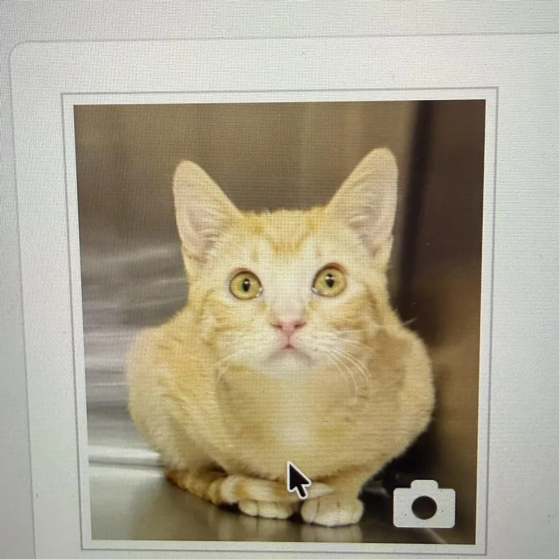 A young medium-sized female Orange & White Domestic Short Hair cat named Sommer for adoption in Pueblo, CO