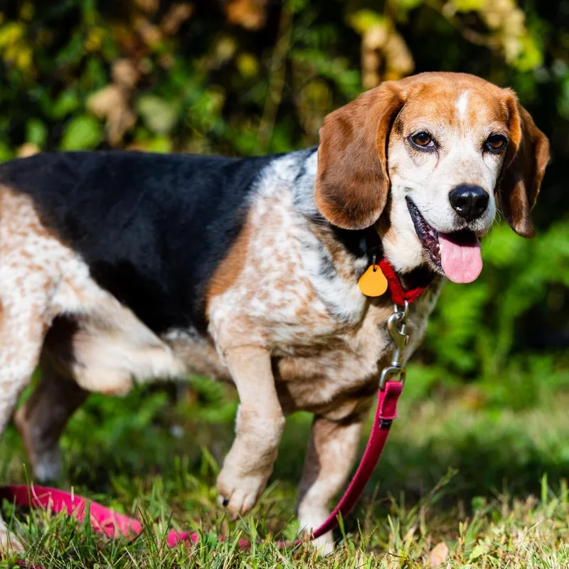 A senior medium-sized male Beagle dog named Doc for adoption in Scituate, MA