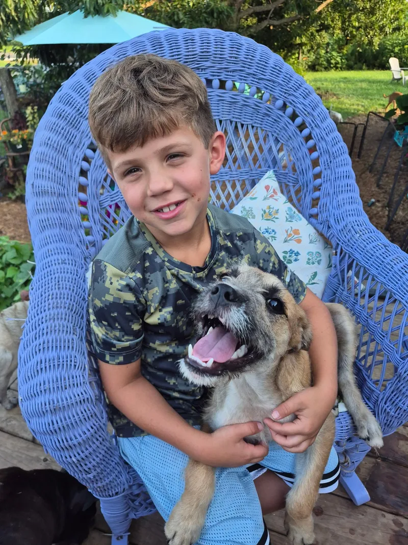 A baby medium-sized male Terrier dog named Peter for adoption in Byron, IL