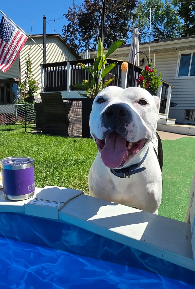 An adult large-sized male White / Cream Pit Bull Terrier dog named Ace for adoption in Minneapolis, MN