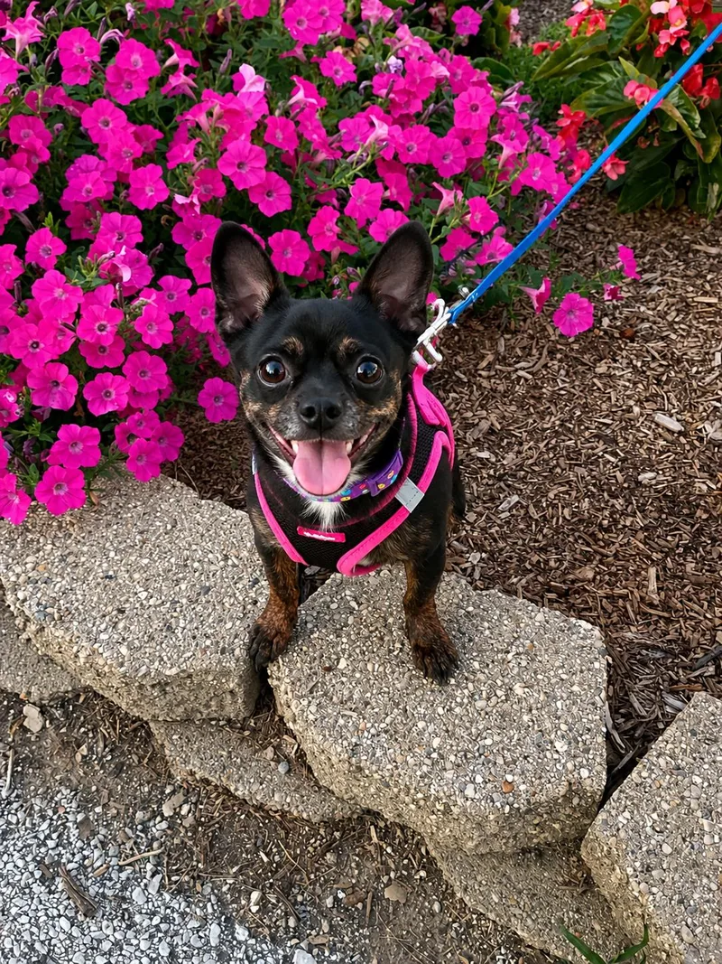 Poppy aka Mimi thumbnail 4