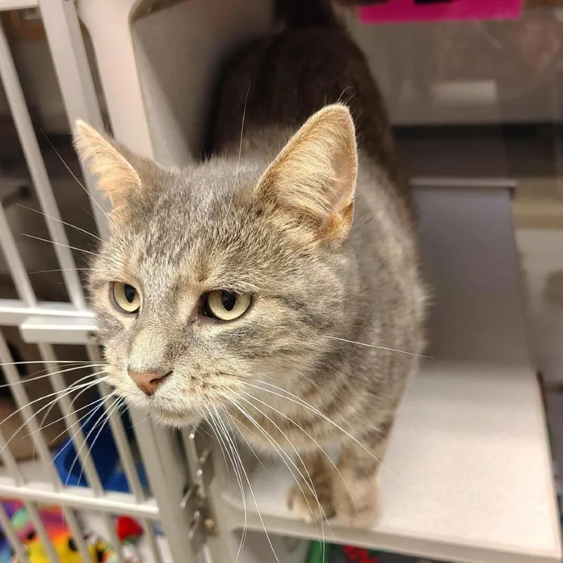 An adult medium-sized female Gray / Blue / Silver Domestic Short Hair cat named Cosmic for adoption in Cedar Rapids, IA