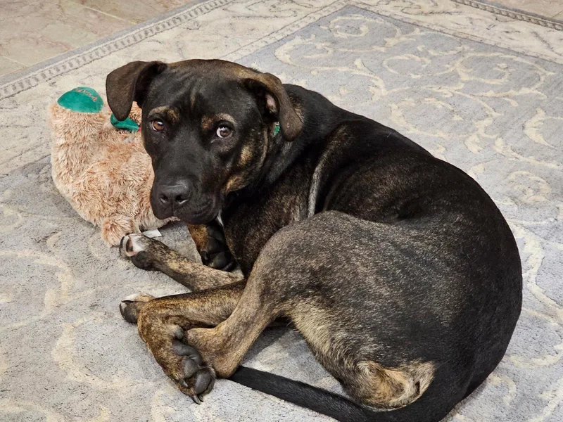 An adult medium-sized male Pit Bull Terrier dog named Jack for adoption in Springville, NY