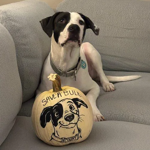 A young large-sized male American Staffordshire Terrier dog named Court for adoption in Minneapolis, MN