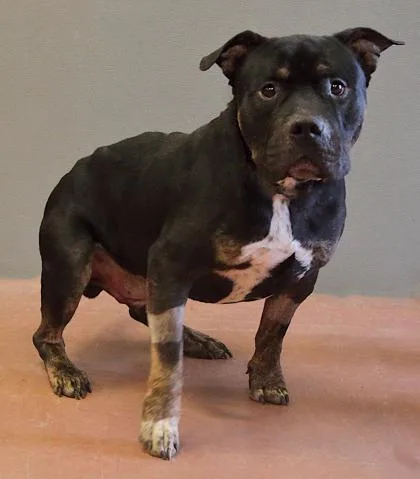 An adult medium-sized male Tricolor (Brown, Black, & White) Terrier dog named Seven for adoption in Rapid City, SD