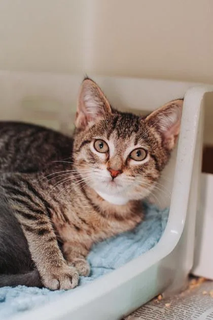 A baby small-sized male Domestic Short Hair cat named A Clay Petco West for adoption in North Charleston, SC