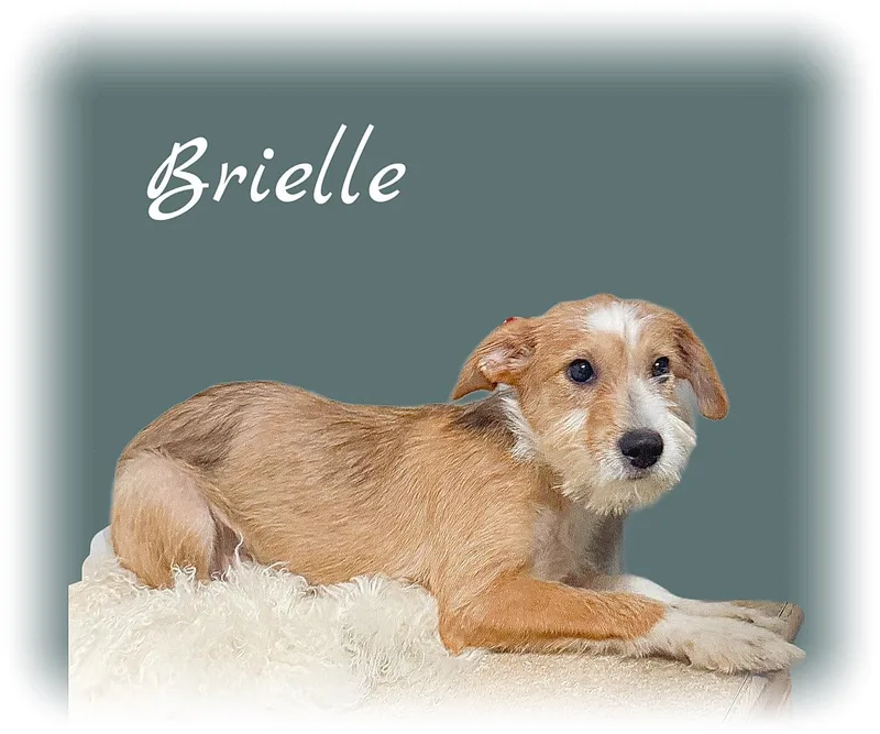 Brielle thumbnail 2