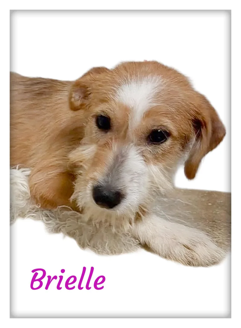 Brielle thumbnail 4
