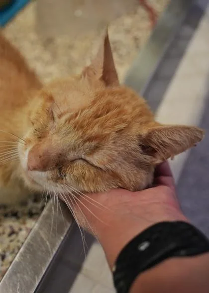 An adult medium-sized male Domestic Short Hair cat named Chester for adoption in Aiken, SC