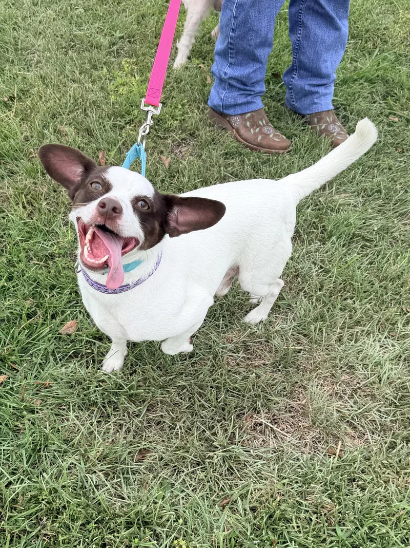 An adult small-sized male Jack Russell Terrier dog named Frost for adoption in Baker, LA