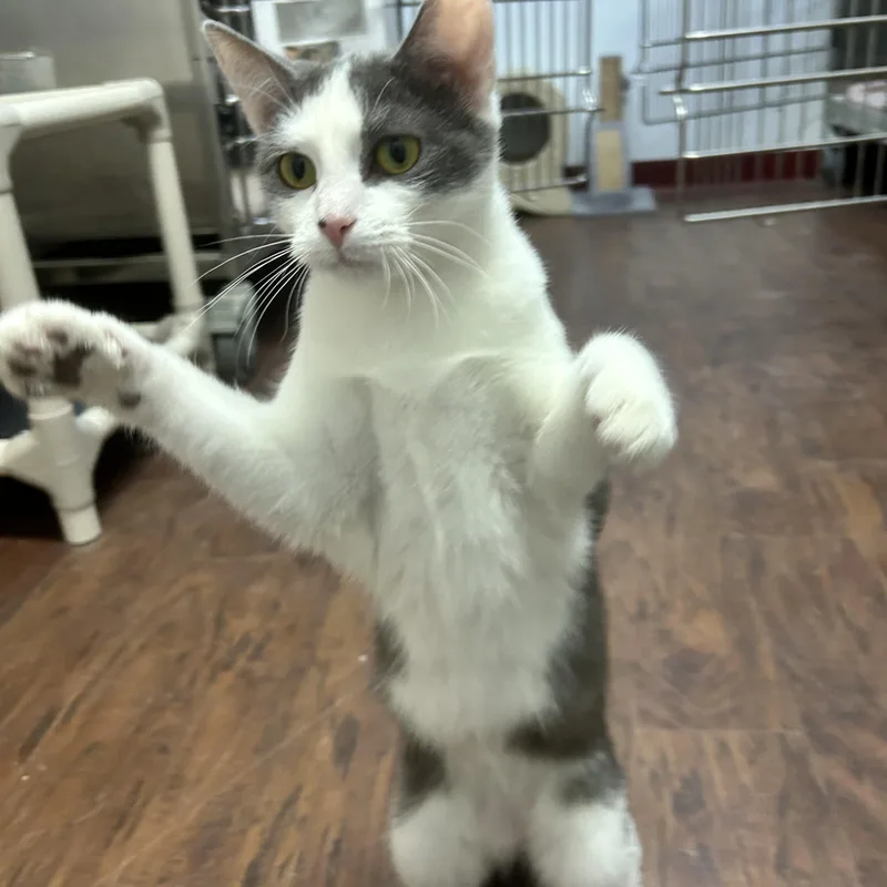 Bee & Cee thumbnail 2