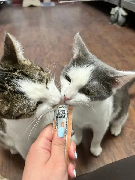 Bee & Cee thumbnail 3