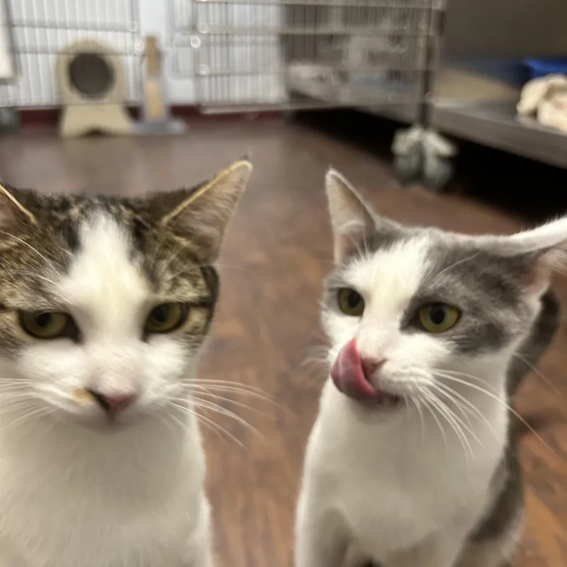 Bee & Cee thumbnail 5