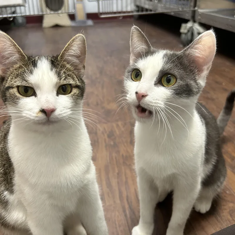 Bee & Cee thumbnail 6