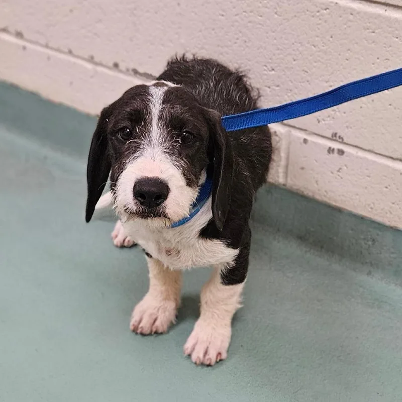 An adult small-sized male Black Mixed Breed dog named Jack Taylor for adoption in Memphis, TN