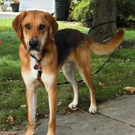 A young large-sized male Shepherd dog named Stan for adoption in Chicago, IL