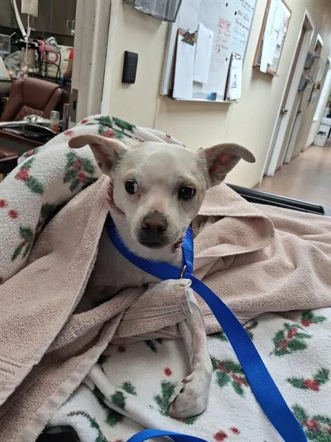 A young small-sized male Chihuahua dog named Cowboy for adoption in Chula Vista, CA