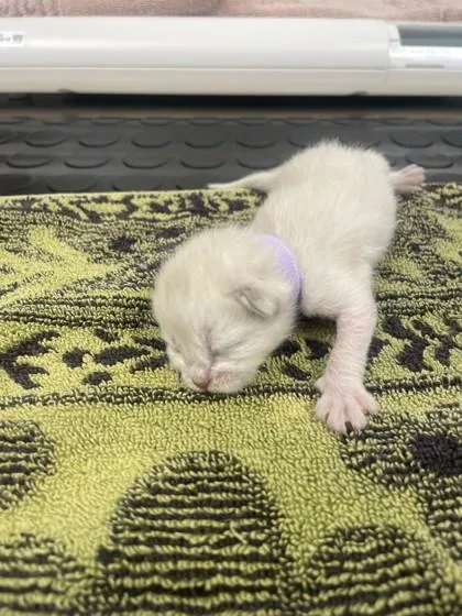 A baby small-sized female Domestic Long Hair cat named Bleach for adoption in Roseville, CA
