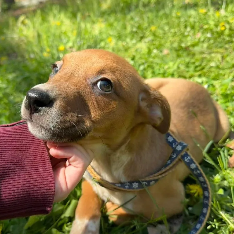 A baby small-sized female Brown / Chocolate Mixed Breed dog named Sophie for adoption in Fredericksburg, VA