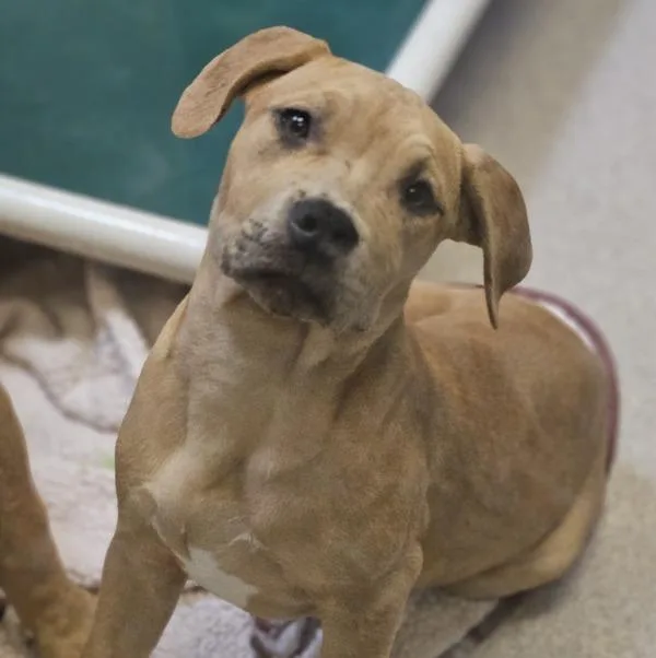 A baby large-sized female Pit Bull Terrier dog named Cider for adoption in Oakland, CA