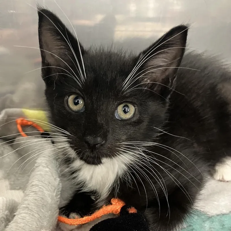 A baby small-sized female Black Domestic Short Hair cat named Leia for adoption in Jupiter, FL