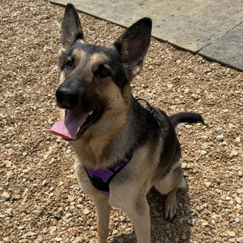 Ziva