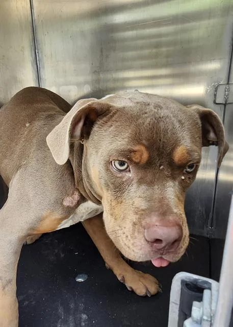 A young medium-sized female American Staffordshire Terrier dog named Jelly for adoption in San Antonio, TX
