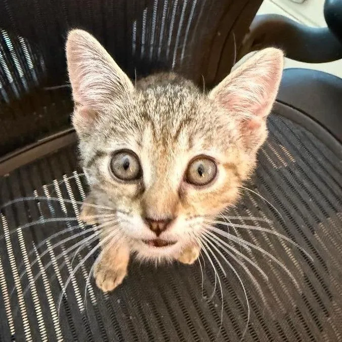 A baby small-sized female Domestic Short Hair cat named Xena Bryant for adoption in Merrifield, VA