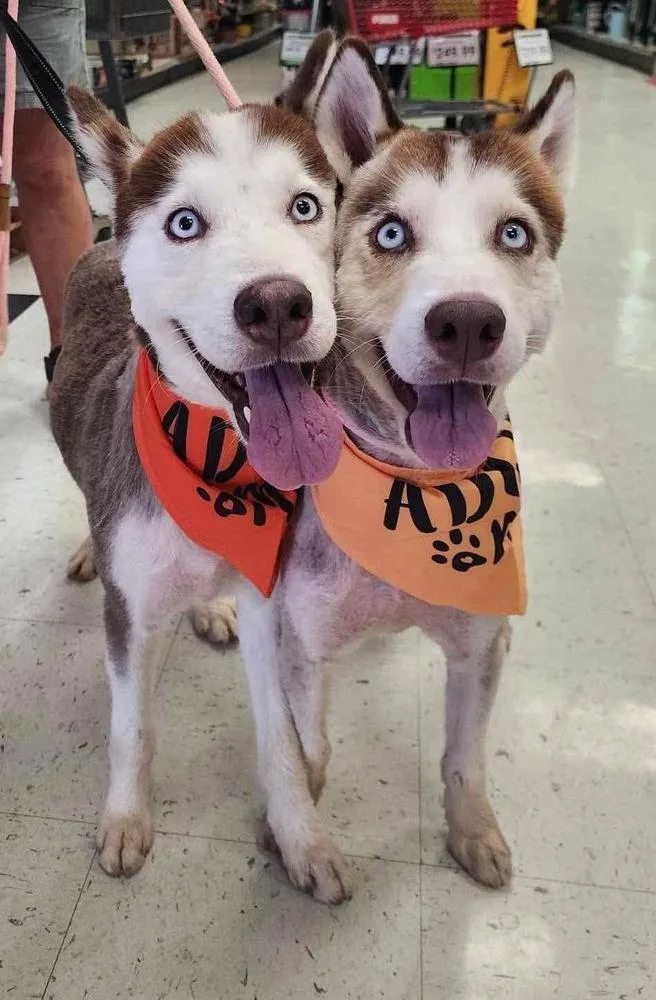 Princess thumbnail 3