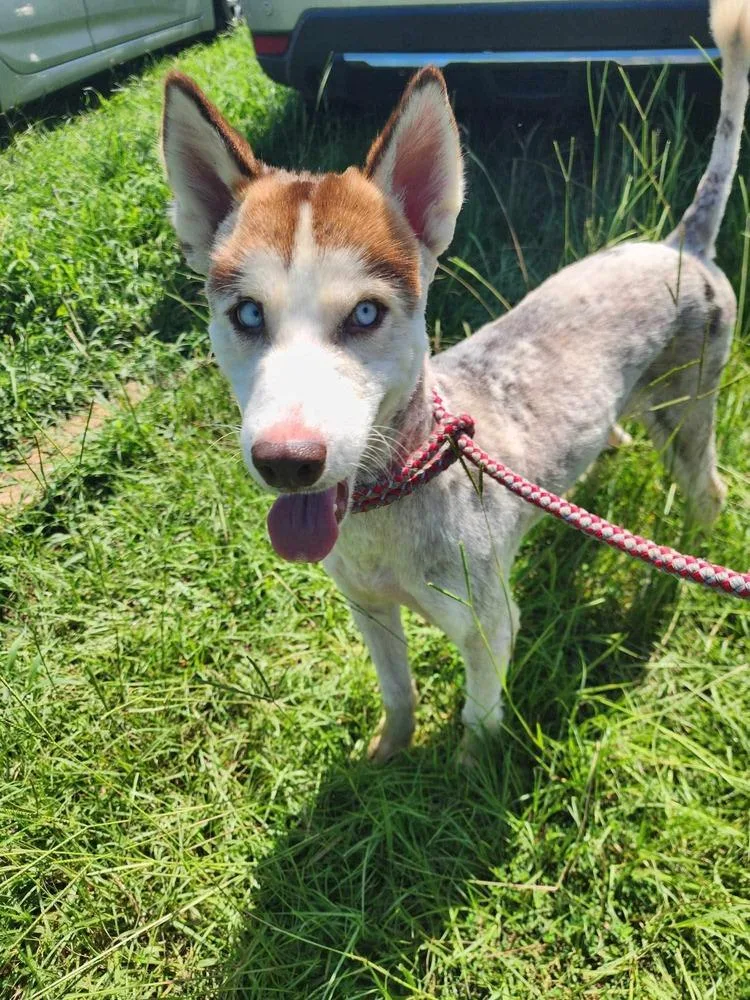 Princess thumbnail 4