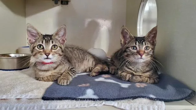 A baby small-sized female Tabby (Brown / Chocolate) Domestic Short Hair cat named Laverne and Shirley for adoption in Hutchinson, MN