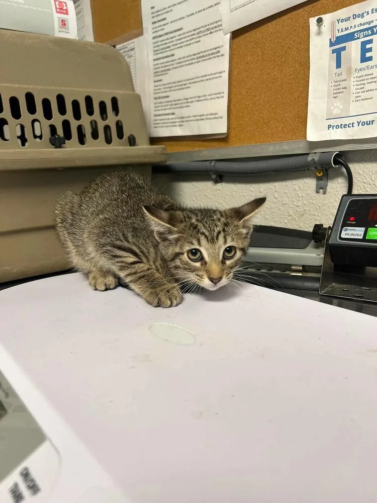 A baby small-sized female Domestic Short Hair cat named Emmy Demmy Dong for adoption in Bolivar, MO