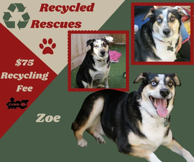 An adult large-sized female Husky dog named Zoe for adoption in LINDSAY, CA