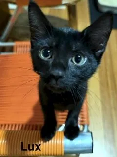 A baby medium-sized female Black Domestic Short Hair cat named Lux and Lox for adoption in Medford, MA