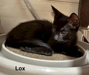 Lux and Lox thumbnail 2