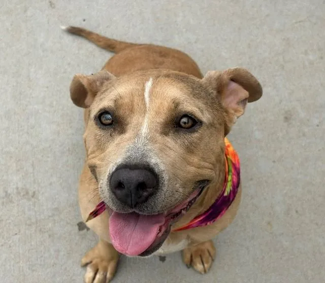A young medium-sized female Pit Bull Terrier dog named Izzy for adoption in Tulsa, OK
