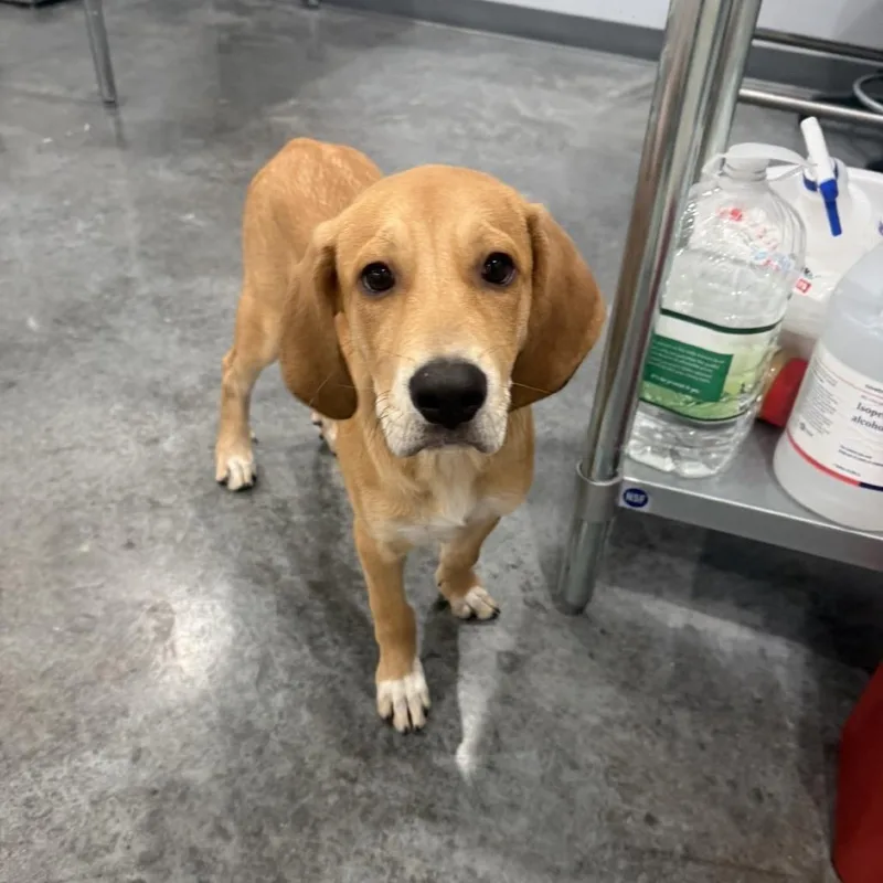A baby medium-sized female Golden Plott Hound dog named Patsy for adoption in Fairmont, WV