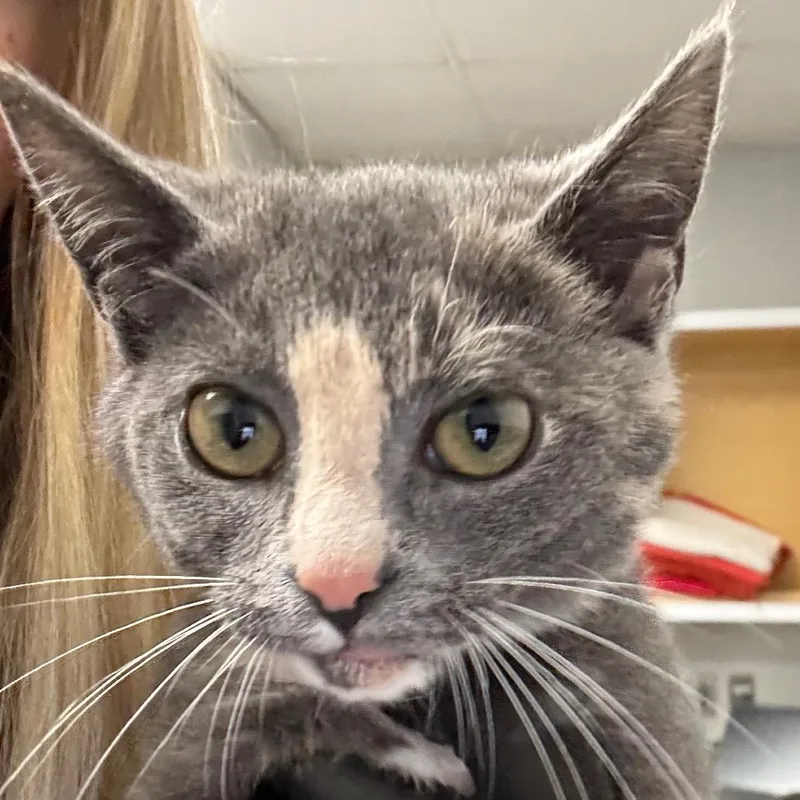 A baby small-sized female Domestic Short Hair cat named Cloudz for adoption in Greenville, SC