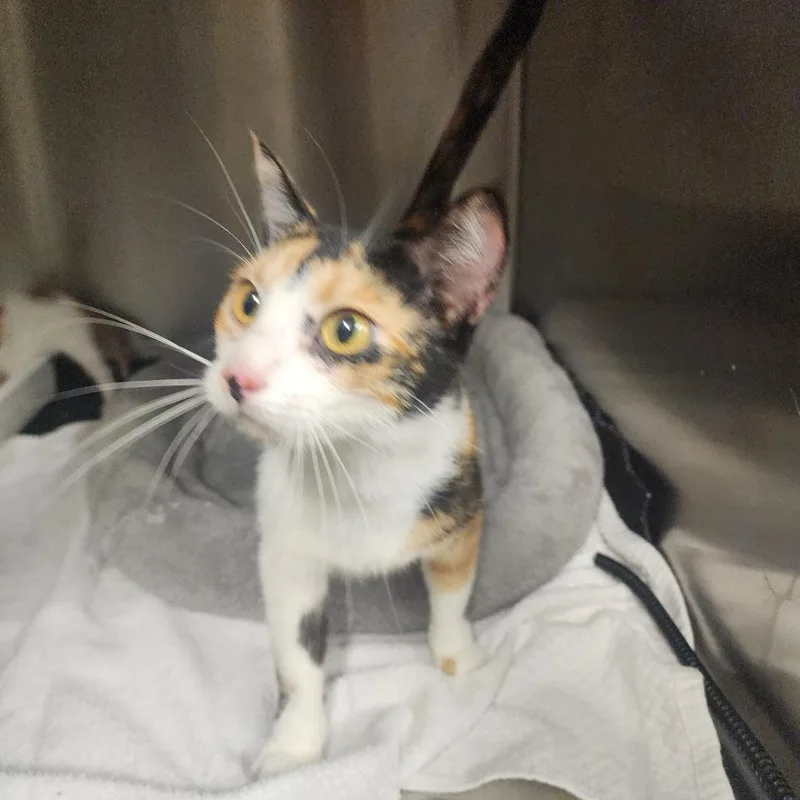 An adult small-sized female Domestic Short Hair cat named Patsy for adoption in Evensville, TN