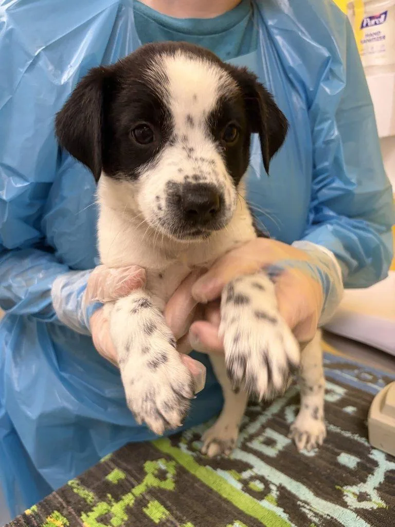 A baby small-sized male White / Cream Mixed Breed dog named Lars for adoption in Raleigh, NC