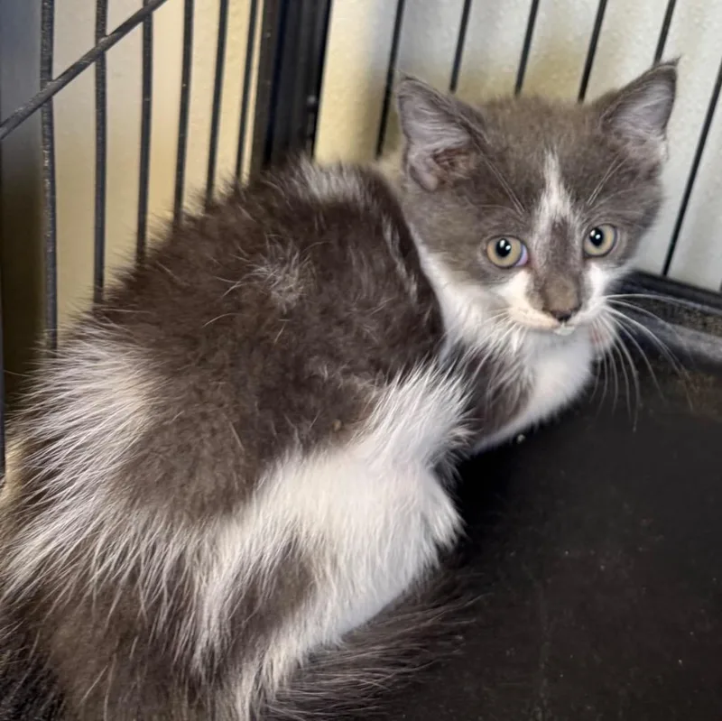 A baby medium-sized male Domestic Long Hair cat named Tyson for adoption in Saginaw, MI