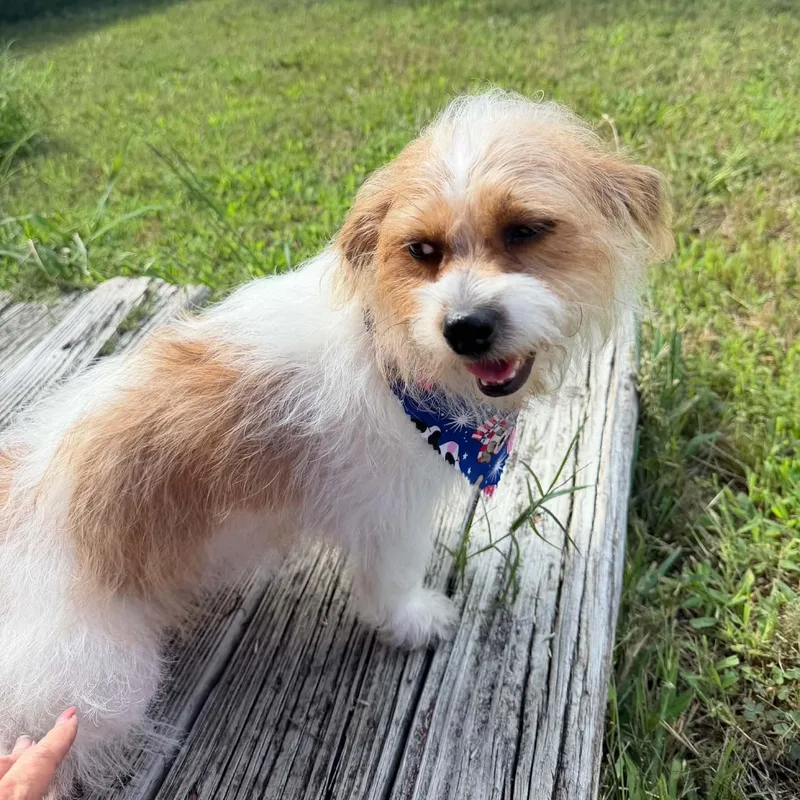 DAISY IS  POUNDS thumbnail 2
