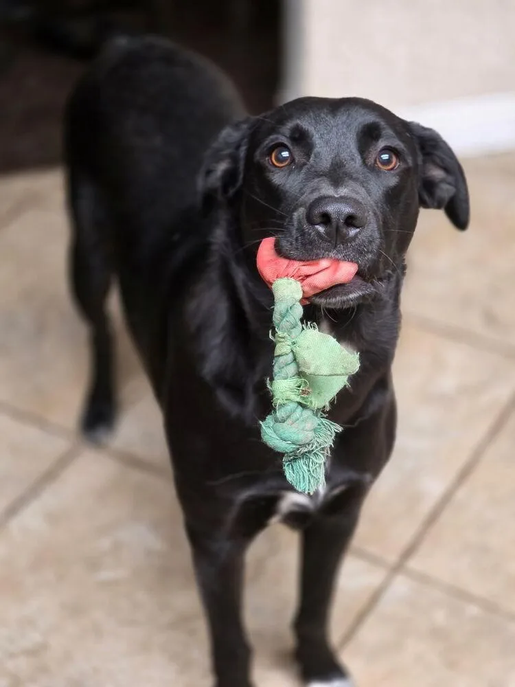 An adult medium-sized female Tricolor (Brown, Black, & White) Labrador Retriever dog named Nancy for adoption in Beaumont, CA
